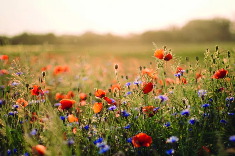 Flower field