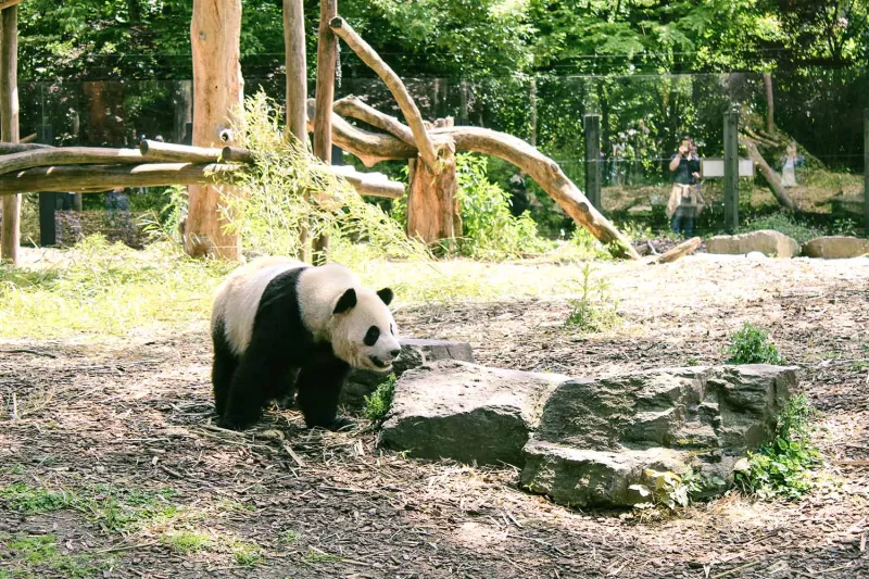 Panda in Pairi Daiza at the Familyday of Bekina